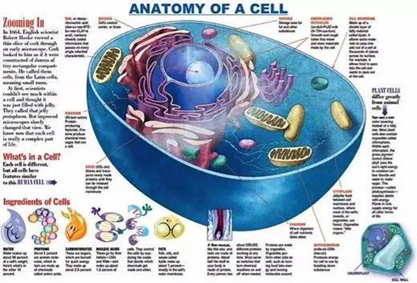 恭贺我司客户浙大在CELL上刊登了哺乳动物图谱